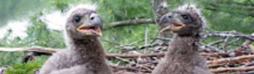 Eagle Chicks